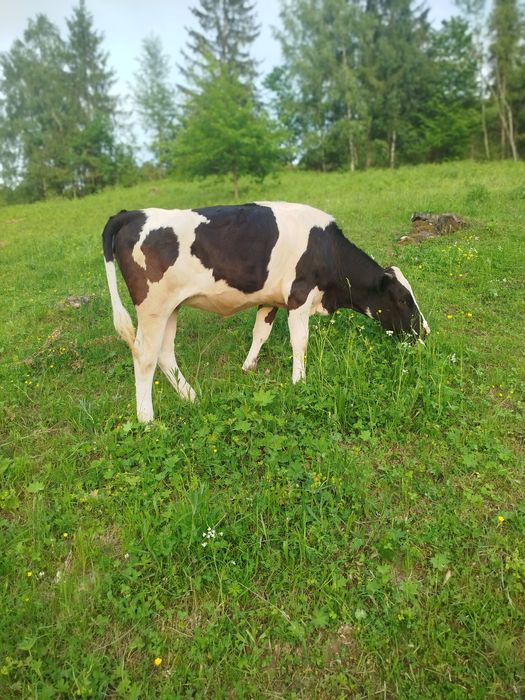 Продається теличка