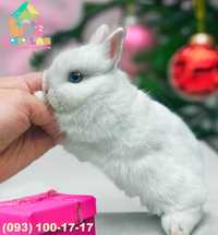 Ексклюзивний кролик породи Гермелін! офіційні міжнародні документи