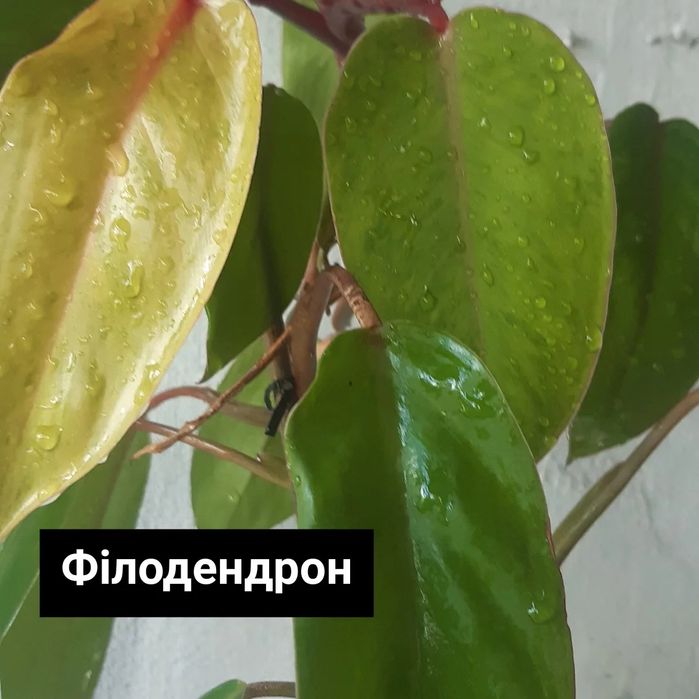 Филодендроны,фикус,традесканция,каллы,драцена,рэо,пеперомия и др.