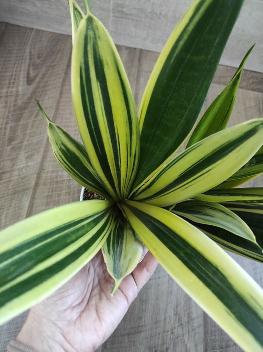 Сансевієрія Голд Флейм