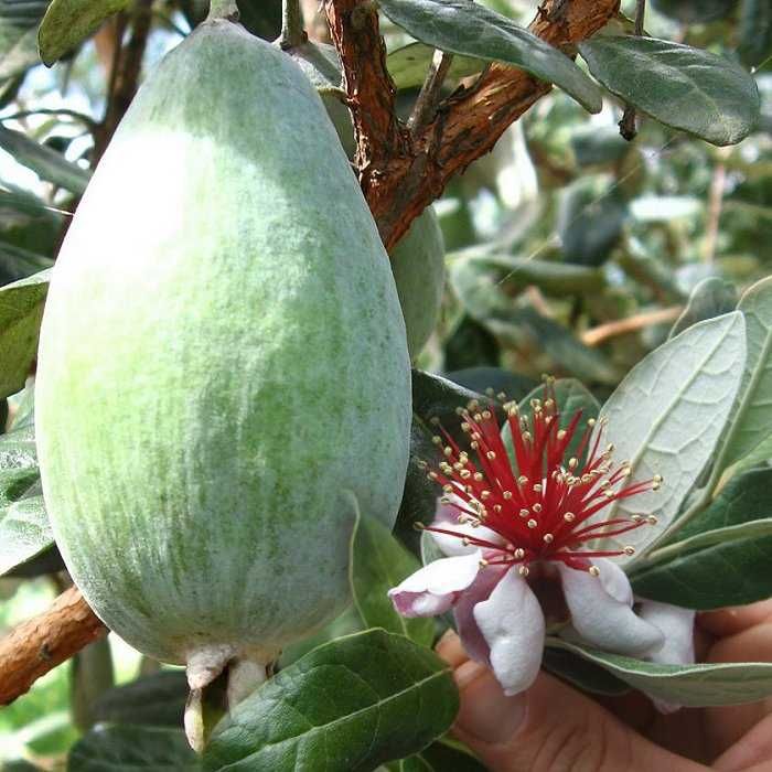 Feijoa (Acca sellowiana) +GRATISY