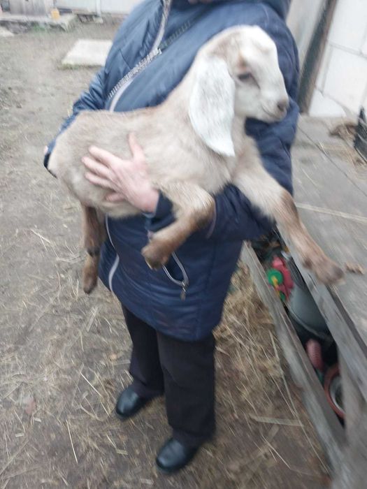 Англо-нубійська козочка, молода коза