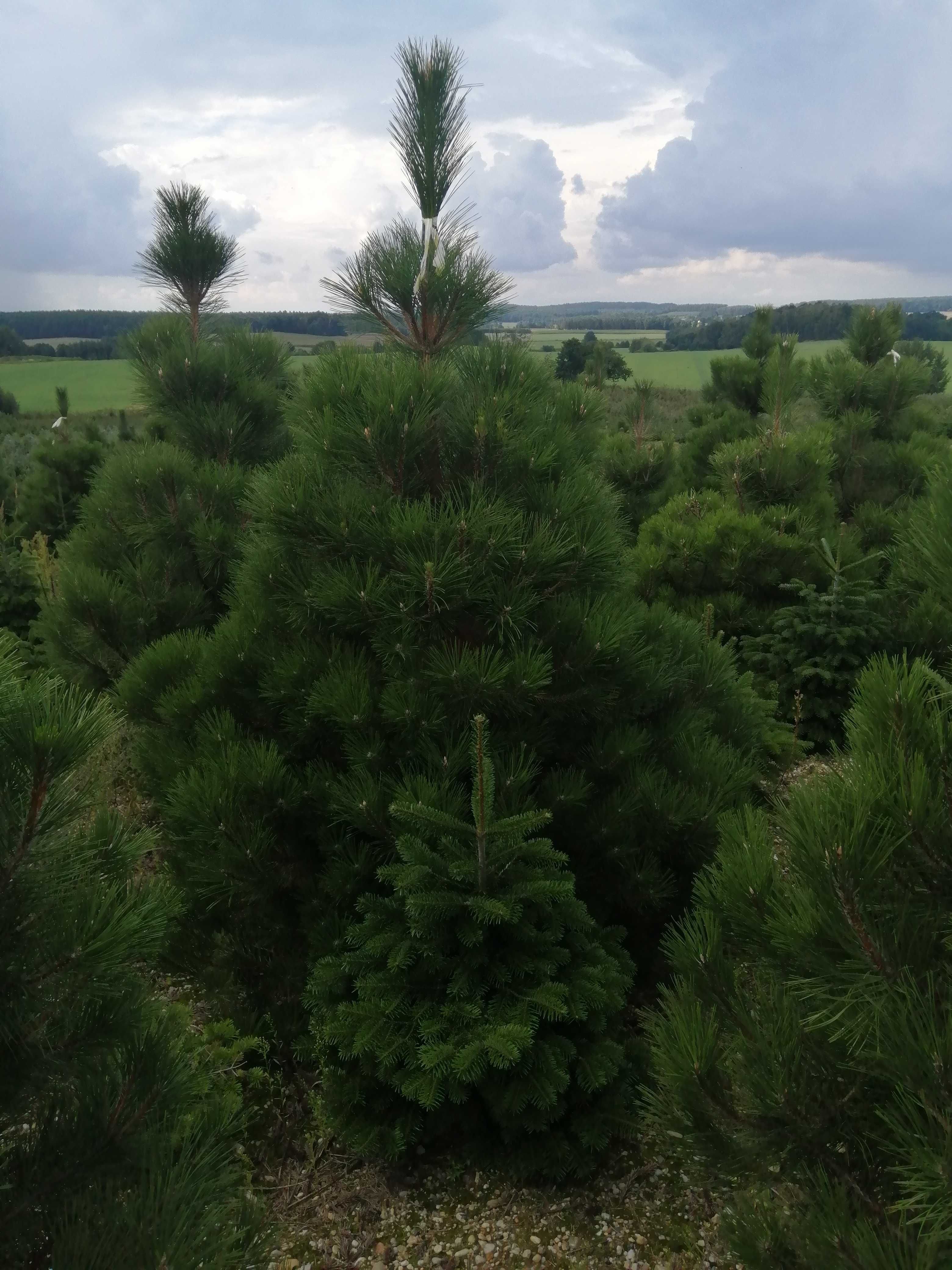 Jodła kaukaska choinki swierk