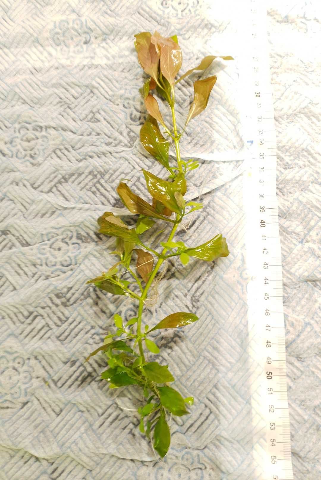 Ludwigia repens (3 plan/ POMARAŃCZOWA)