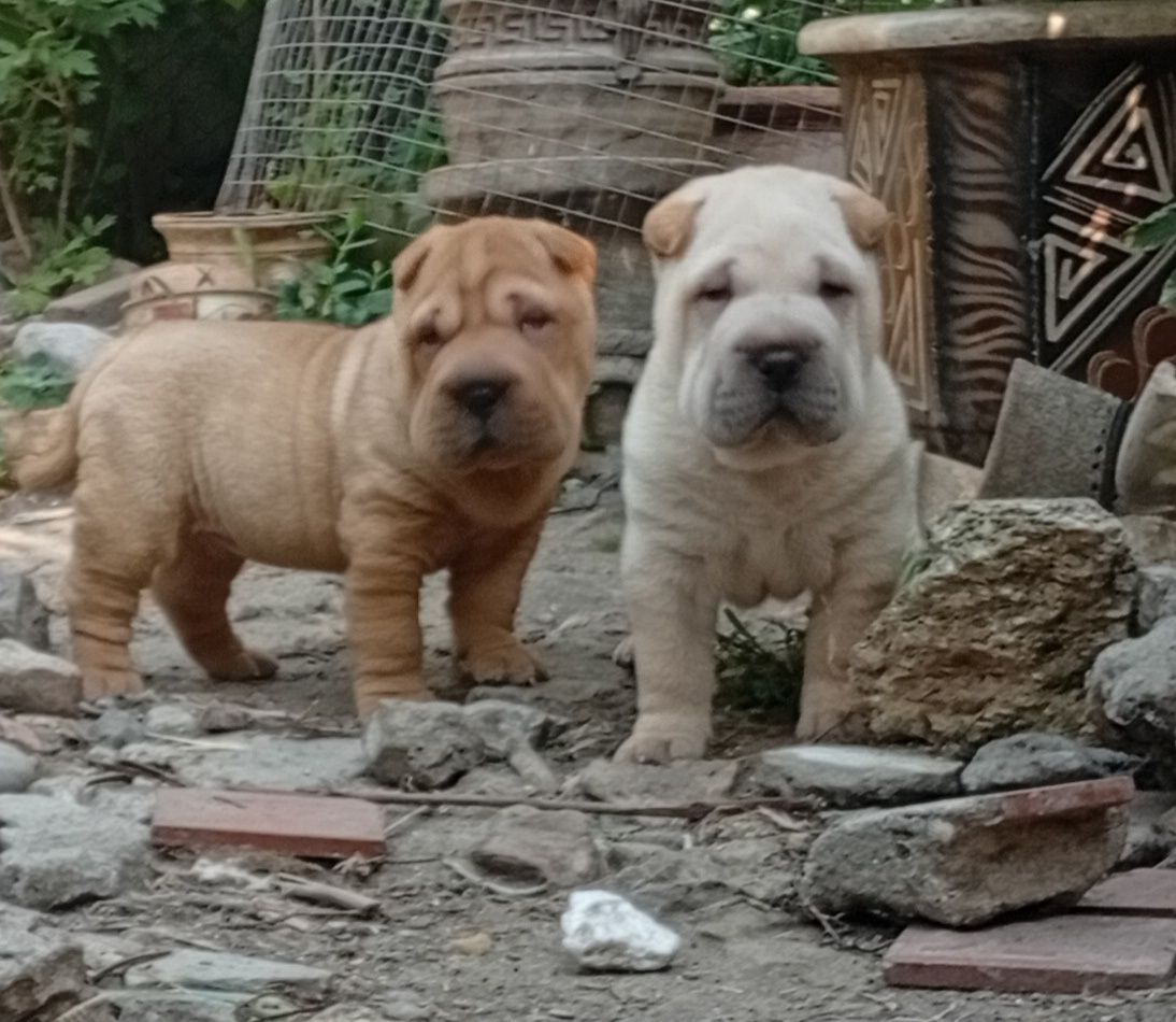 Sharpei pyppy, щенки шарпея, мальчик и девочка