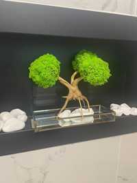 Drzewko z mchu chrobotka bonsai mech chrobotek.
