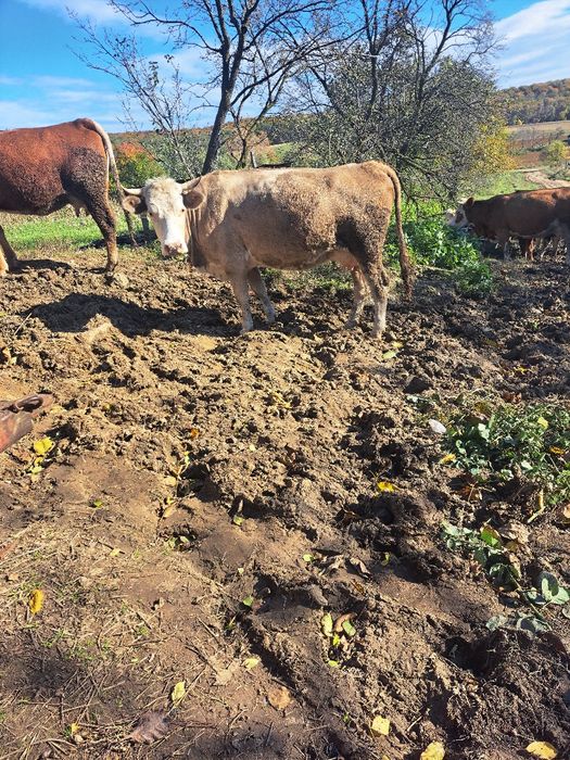 Ппрдається корова