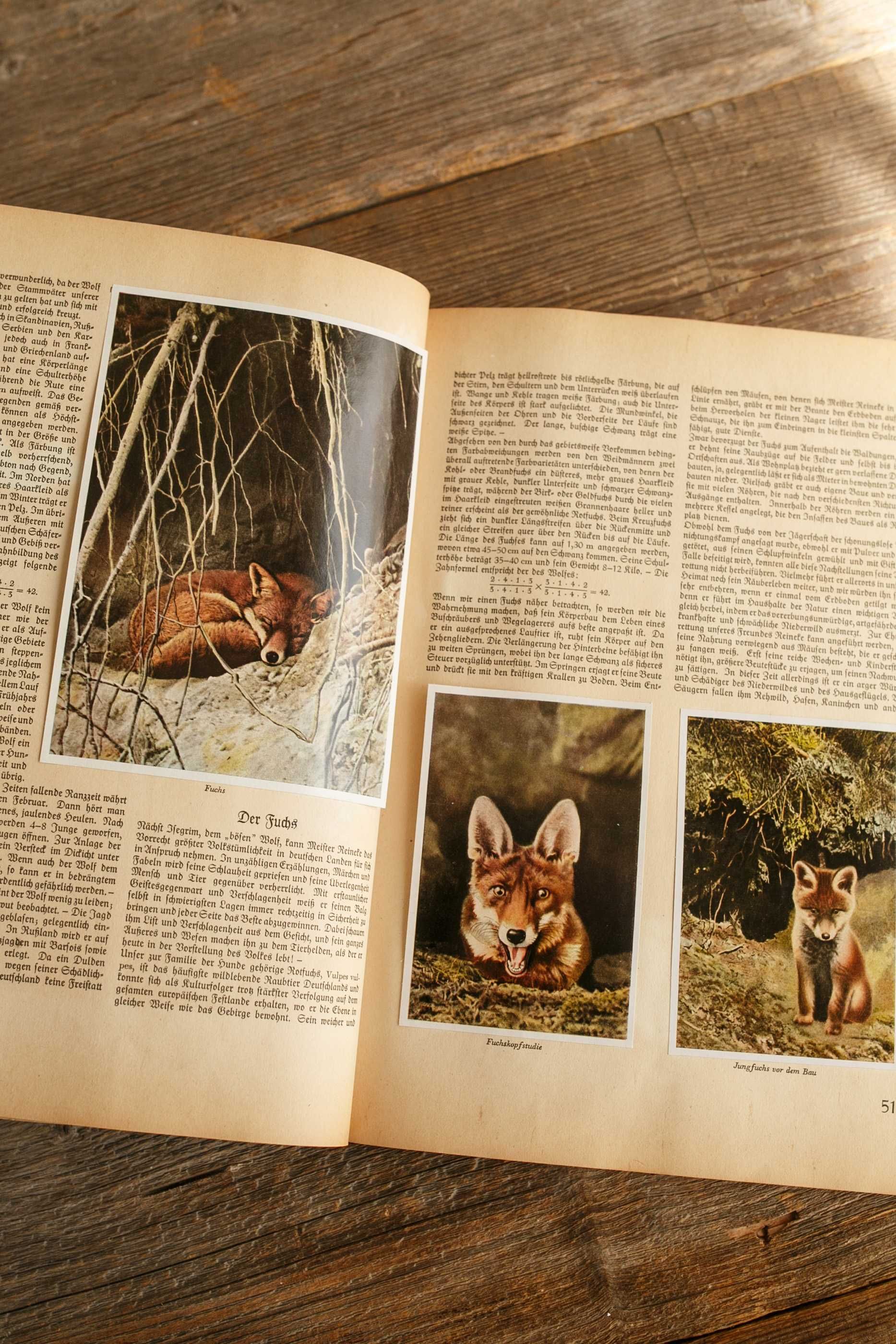 stary album z wklejanymi obrazkami zwierząt 1938 r.