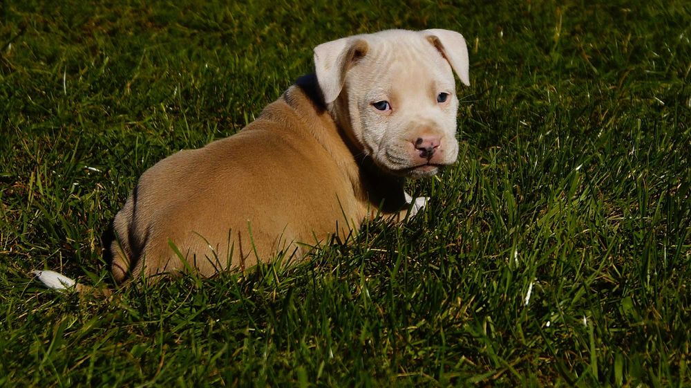 Lexus, szczeniak Amstaff, białogłowy samiec z rodowodem, cudo