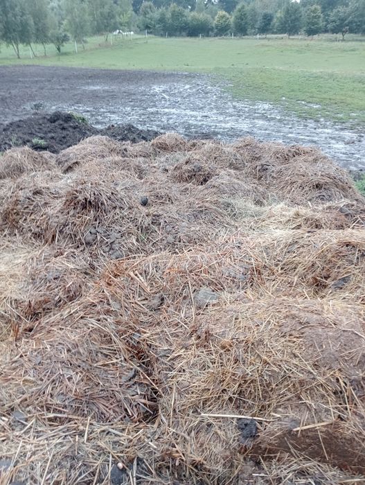 Sprzedam obornik koński