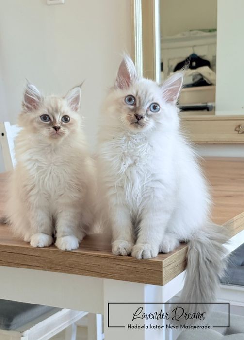 Duny - rodowodowy kocurek Neva Masquerade (Lavender Dreams*PL)