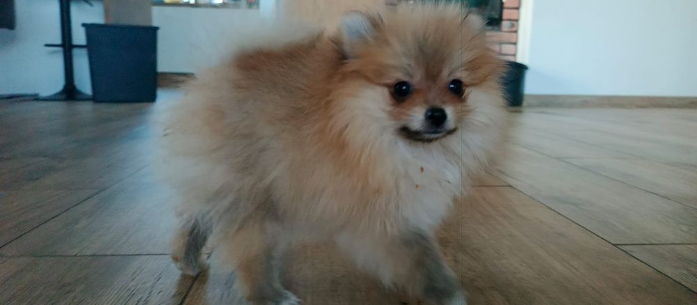 Szpic miniaturowy pomeranian