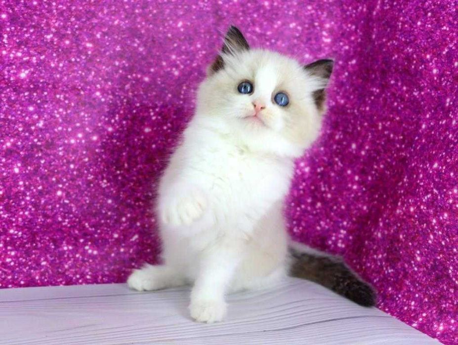 Чарівний пухнастий хлопчик регдолл с добрими навичками