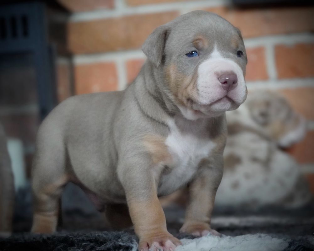 American Bully XL ABKC tri lilac
