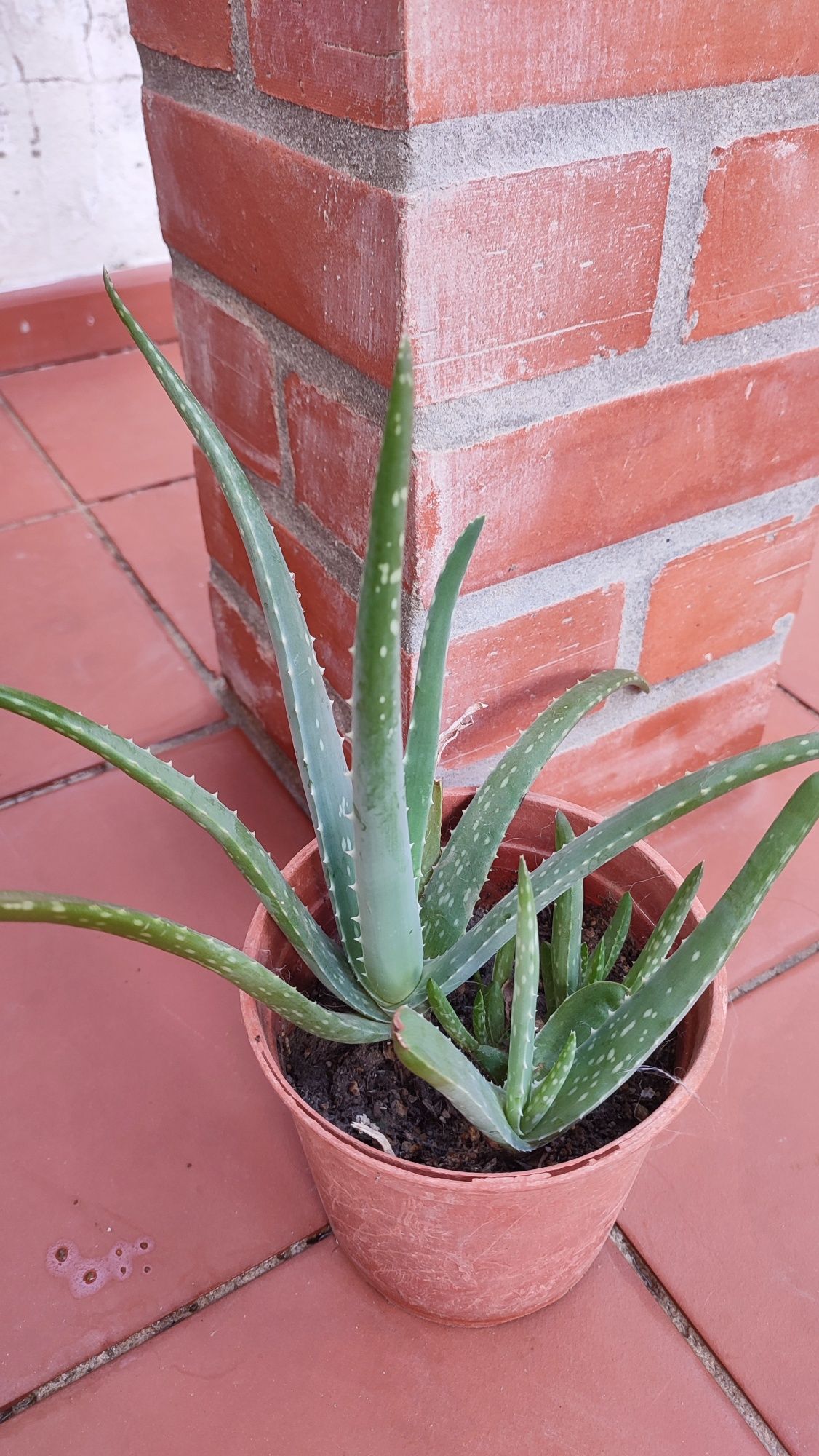 Aloe Vera grande em vaso