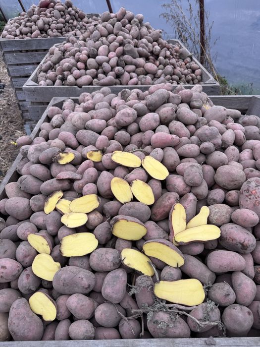 Картопля , Морква , Буряк на корм тваринам