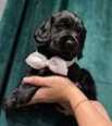 Cocker spaniel angielski Piesek