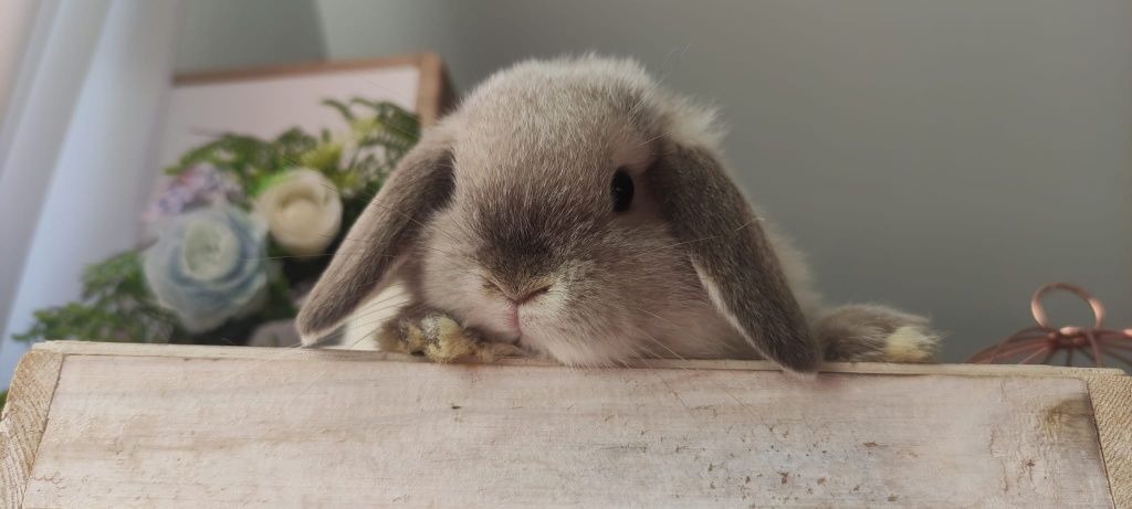 Królik Mini Lop gotowe na nowy dom