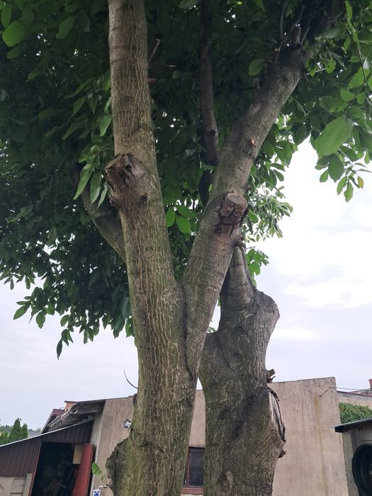 Drzewo orzecha włoskiego