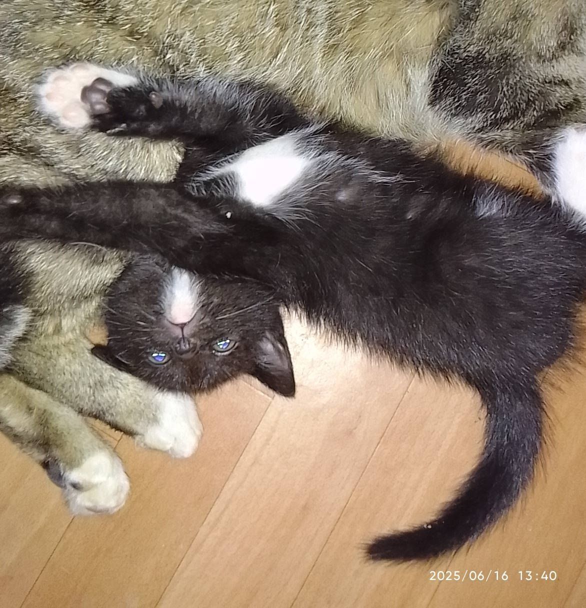 Pilnie oddam kotki