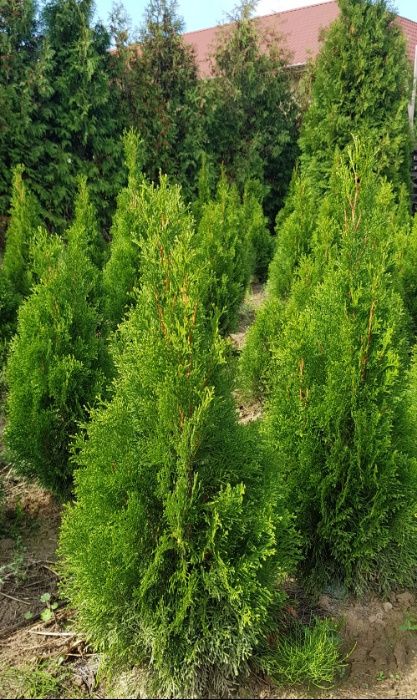 Tuja, Thuja szmaragd, żywopłot, 100-110 cm GĘSTE! Szkółka roślin