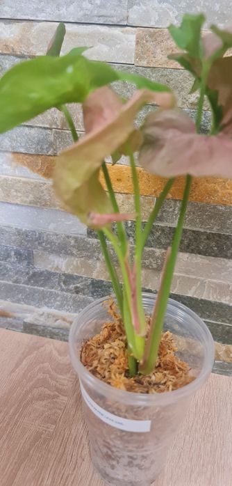 Syngonium Pink Lava var.32cm