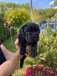 Cane corso Italiano