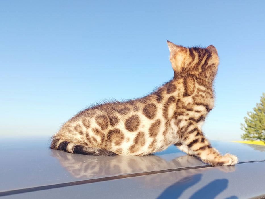 Бенгальські котики з документами.