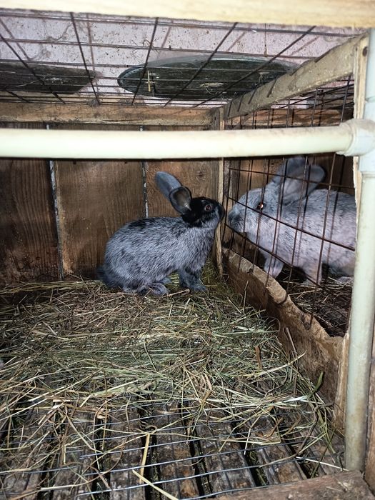 Продам кролики Європейське срібло, Шиншила радянська, та мішаної по