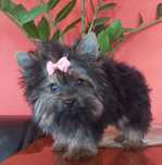 Yorkshire Terrier maleńka sunia 3xzaszczepiona +wścieklizna + chip