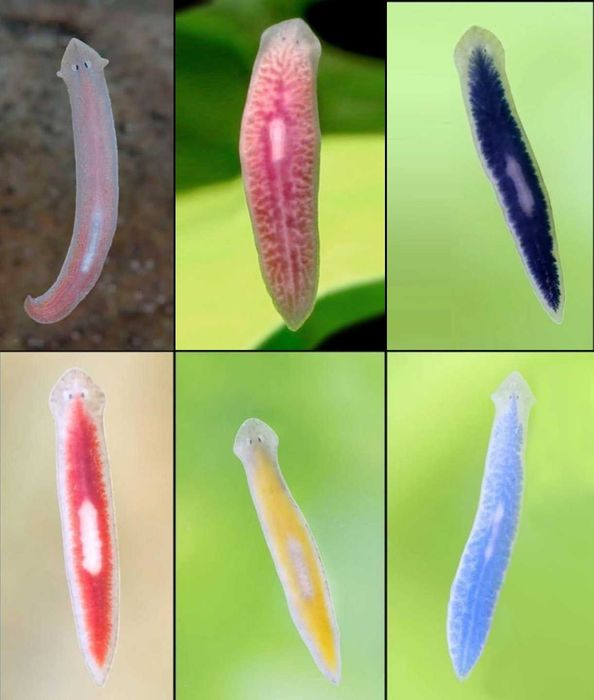 Planária - lesma-de-água - muda de cor consoante a alimentação