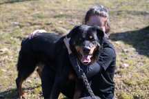 Duży mieszaniec rottweilera do adopcji. Idealny dla miłośników rasy.
