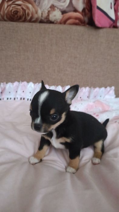 Чіхуахуа хлопці і дівачинка