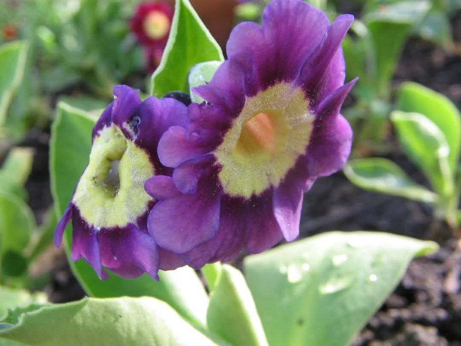 Насіння аурікули,вушкової примули.100 шт.Суміш.