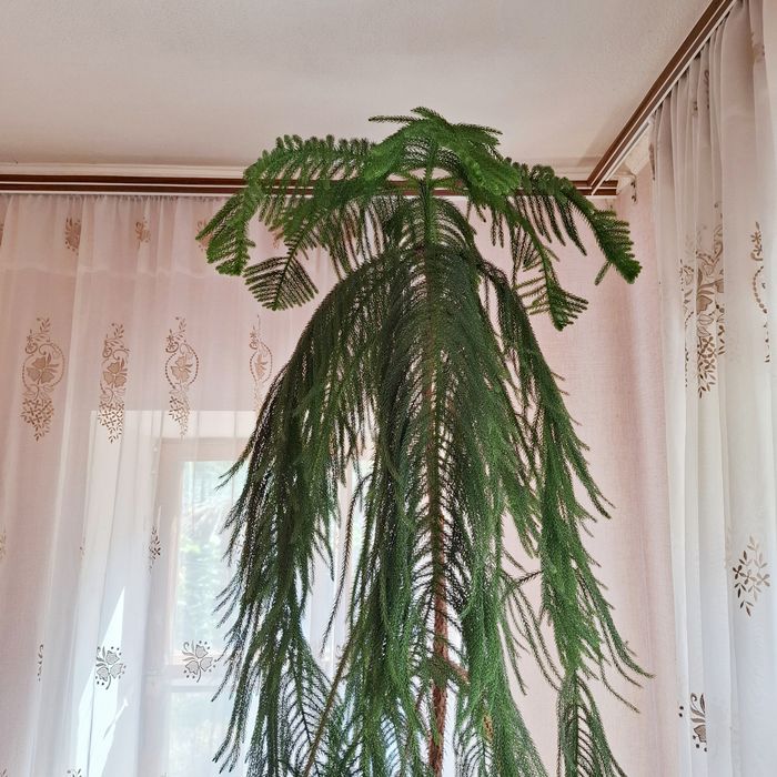 Сосна дерево рослина кімнатна Аукарія