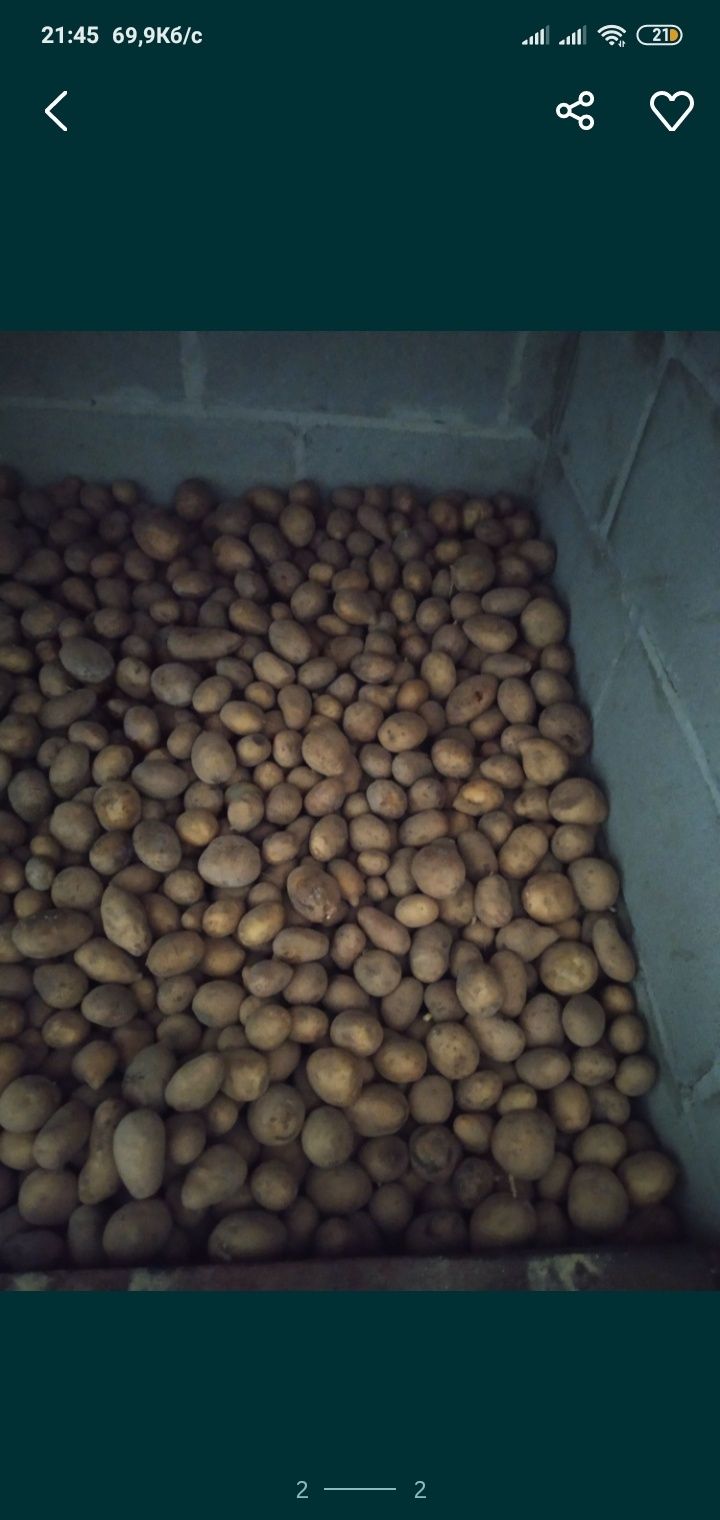 Продам насінну картоплю тайфун