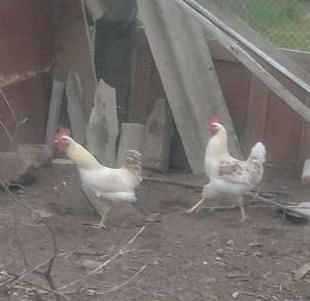 Півень молодий  недорого