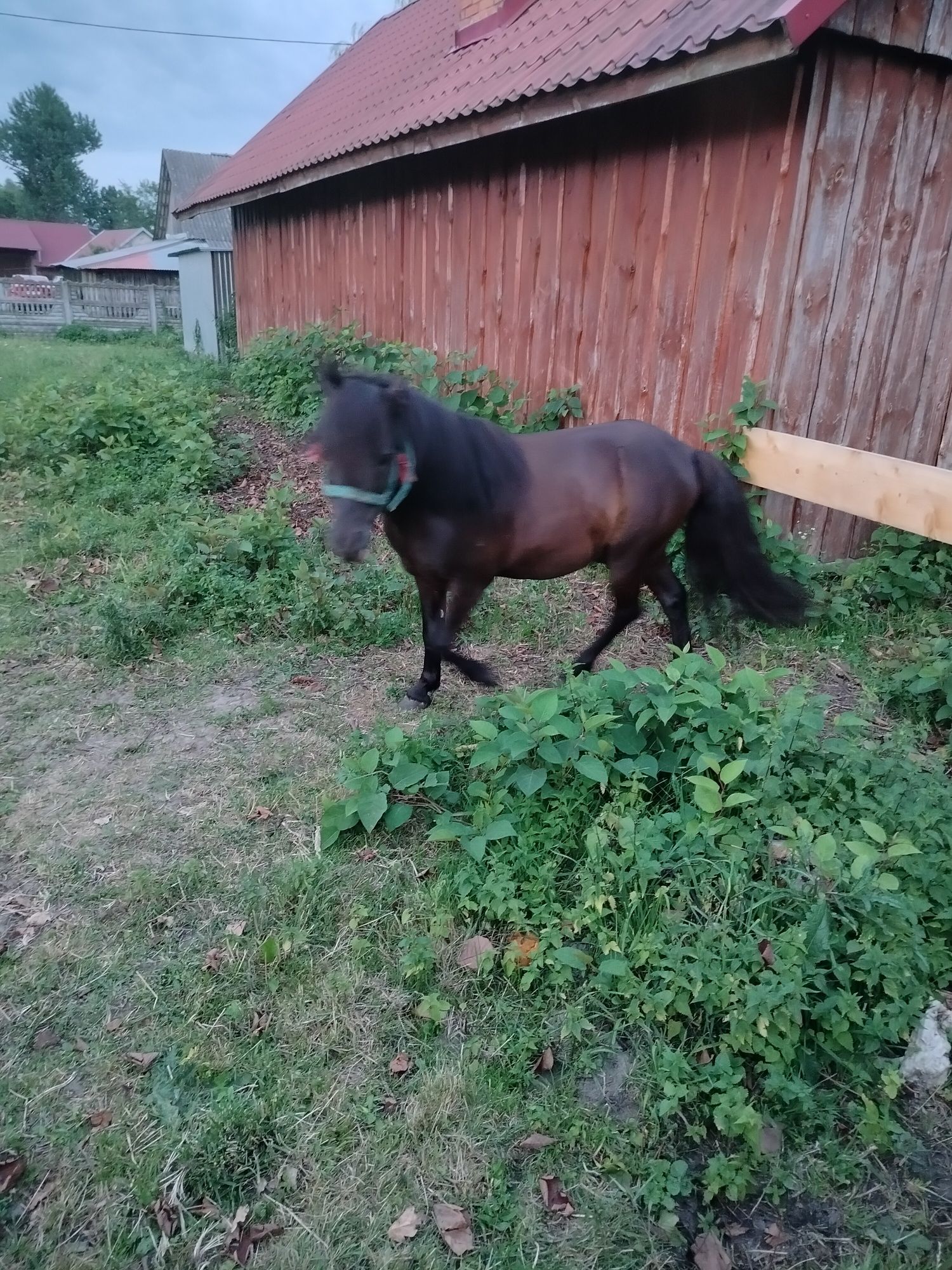 Piękny kucyk ogierek