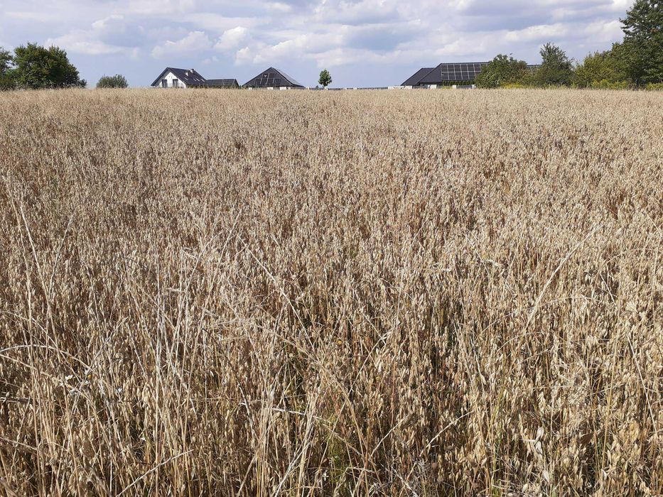 OWIES BEZŁUSKOWY najzdrowsza karma dla drobiu gołębi ptaków 5kg swieży