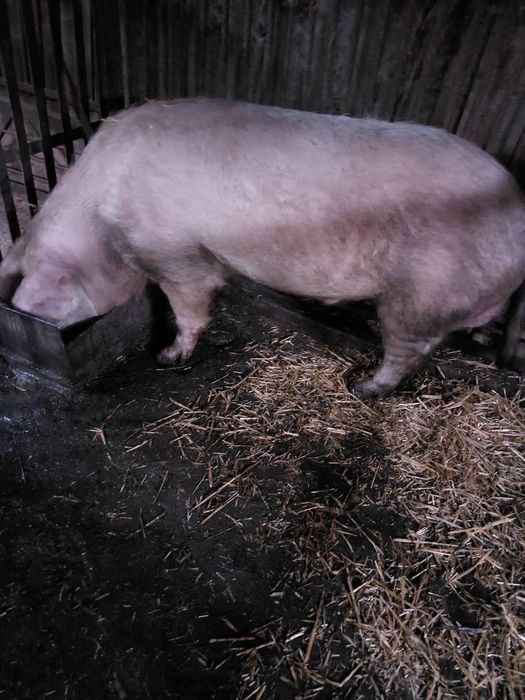 Свиня (жива вага)