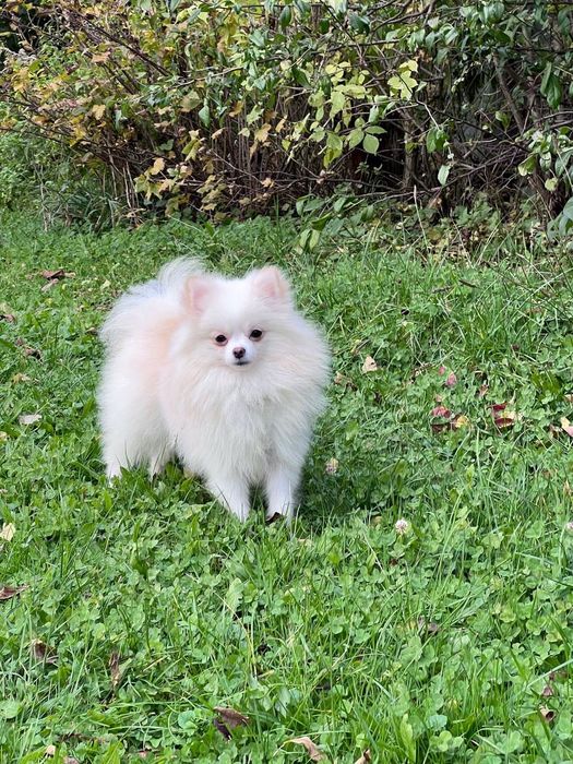 Szpic Pomeranian