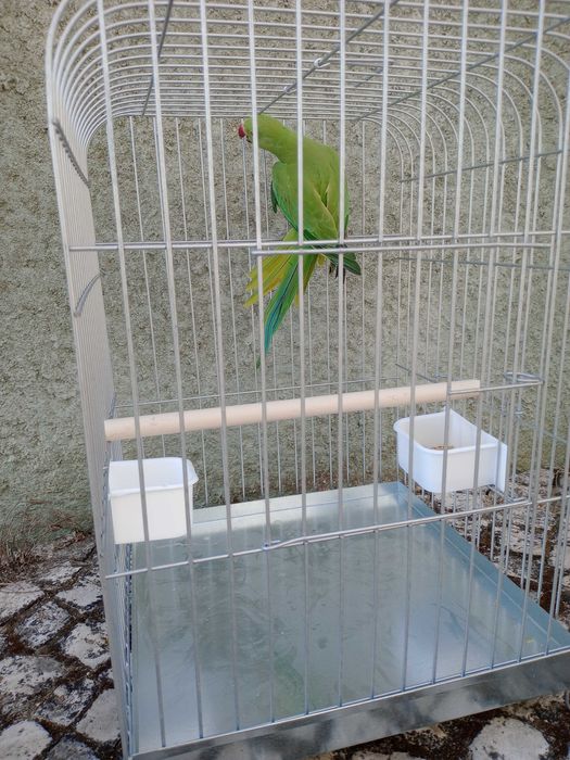 Vendo kit papagaio reng neck + gaiola