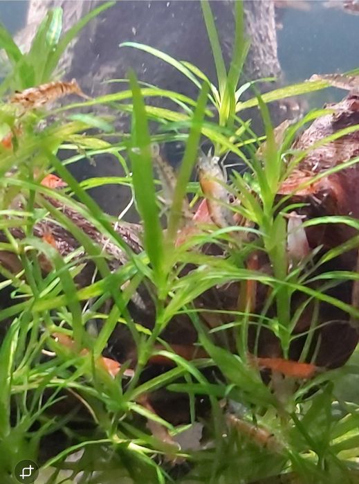 Krewetki (  ŚMIECIAKI  ) nie wybarwione