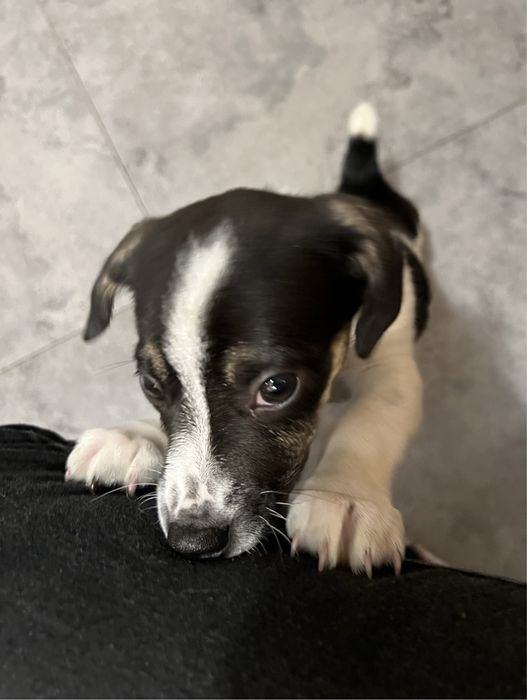 Szczeniaki do adopcji