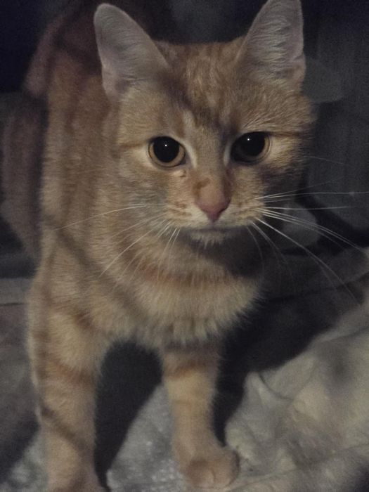 Ruda Celinka koteczka do adopcji