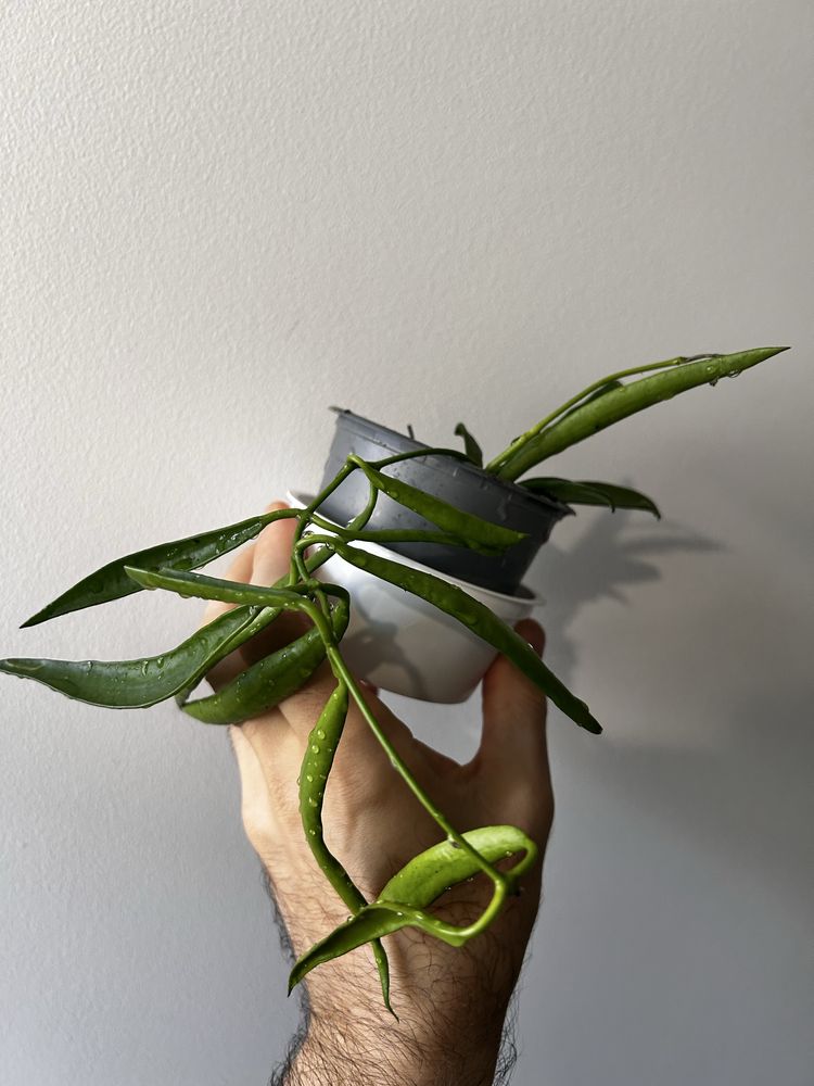 Hoya longifolia