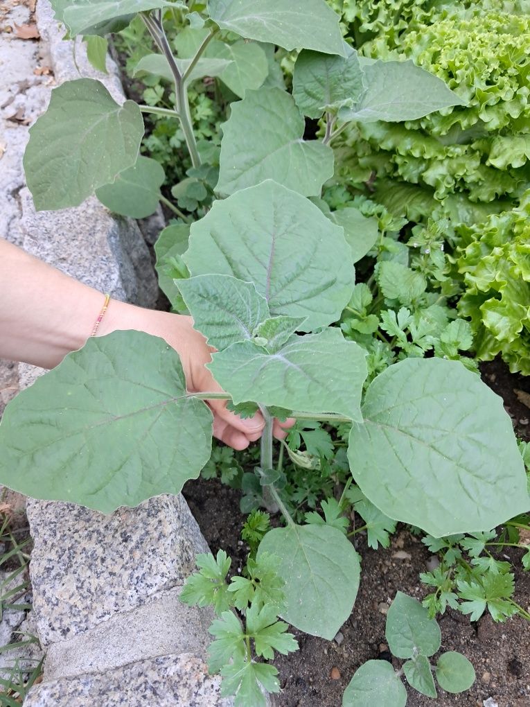 Mudas de plantas physalis / fisális