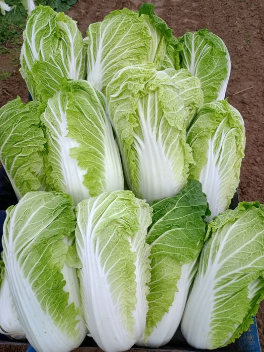 Kapusta pekińska z własnej uprawy.