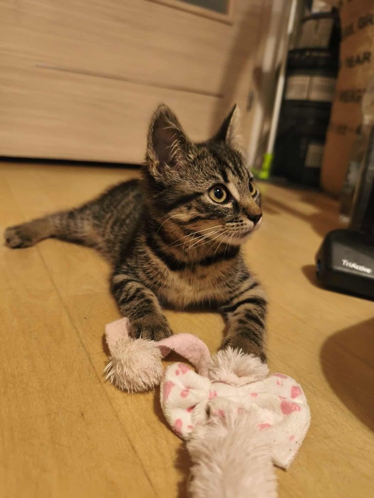 Kot kotek kotka do adopcji
