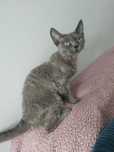 Devon rex kotka hodowlana